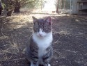 Litttle Tommy